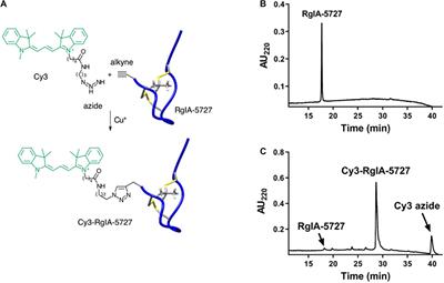 Cy3-RgIA-5727 Labels and Inhibits α9-Containing nAChRs of Cochlear Hair Cells